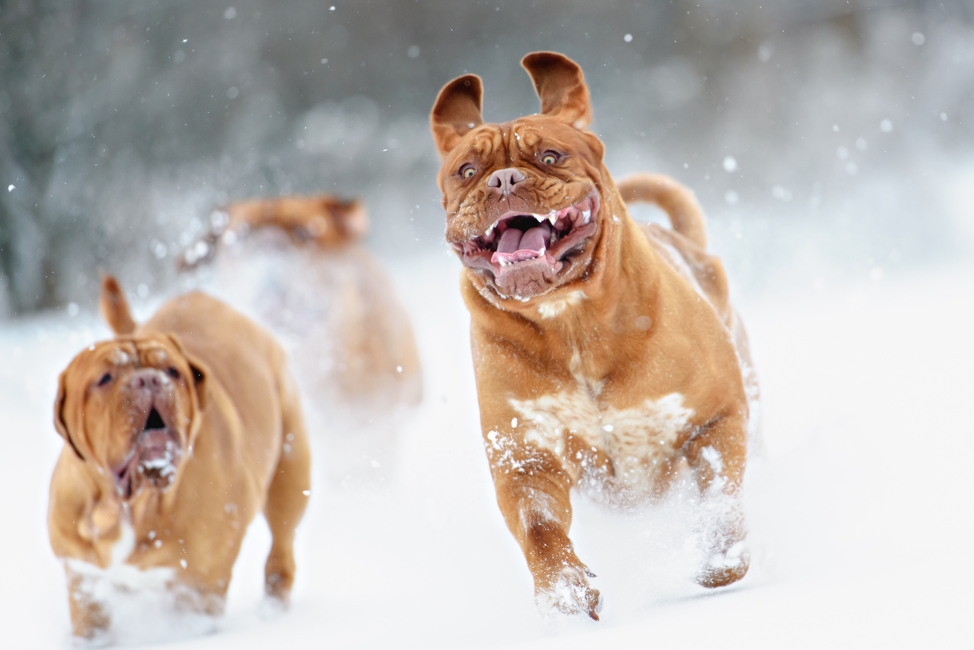 Dog Bordeaux dog
