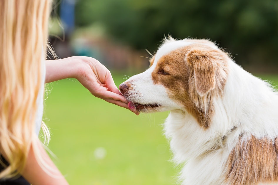 Australian Shepherd dog gets a treat