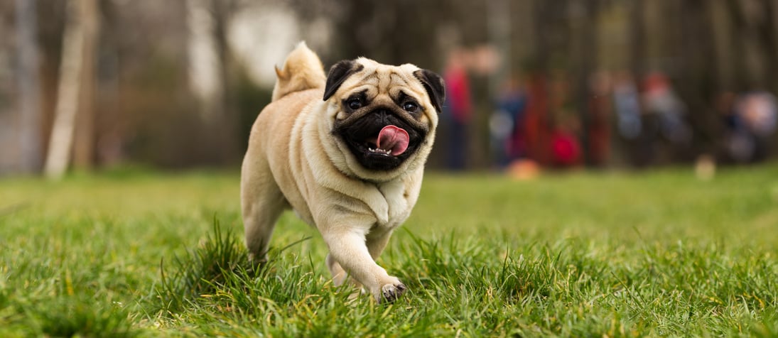pug dog